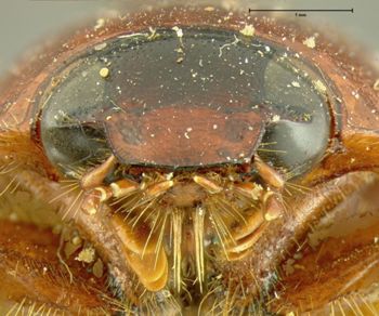 Media type: image;   Entomology 34493 Aspect: head frontal view
